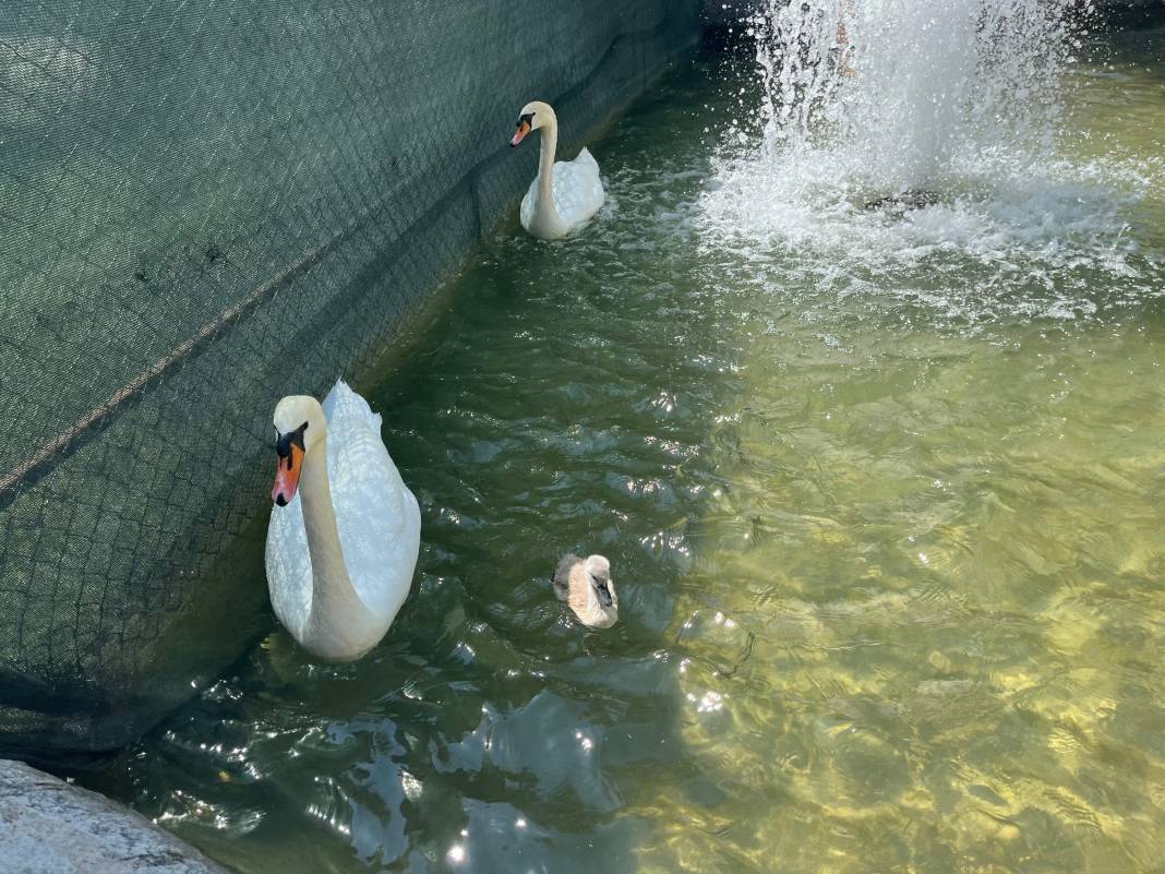 Kuğulu Park’ta 15 yıl sonra bir ilk gerçekleşti 1